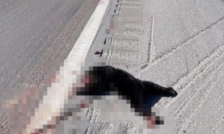 Atropellan a osezno y muere en la carretera 57