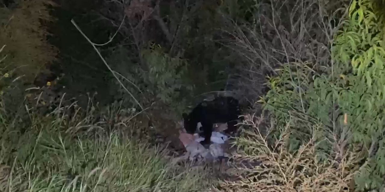 Avistamiento de oso en colonia Herradura de Saltillo sorprende a los vecinos