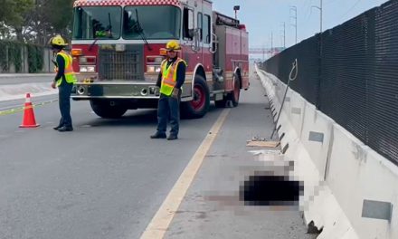 Osezno resulta herido tras ser atropellado en la carretera a Zacatecas