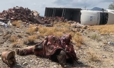 Vuelca camión cargado con restos de animales en Saltillo