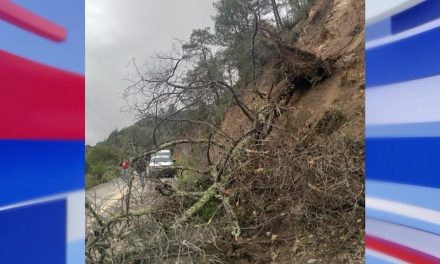 Protección Civil y Bomberos de Arteaga retiran árboles caídos por las intensas lluvias