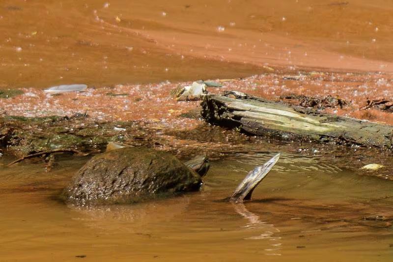 Realizarán más estudios al río Sabinas