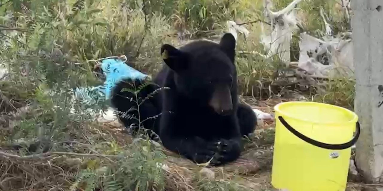 Capturan a oso en Arteaga