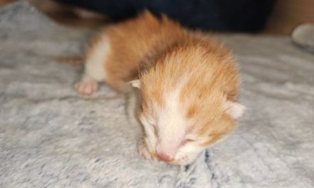China logra avance en clonación animal con nacimiento del primer gato clonado