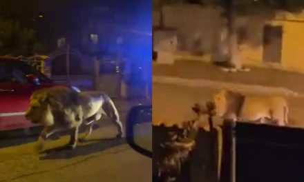 Video: León escapa de un circo en Italia y genera un caos en las calles