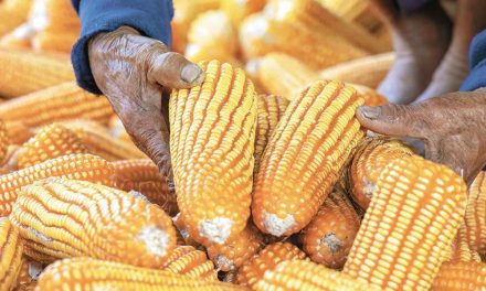 Estiman aumento del 28% en importaciones de maíz amarillo en México