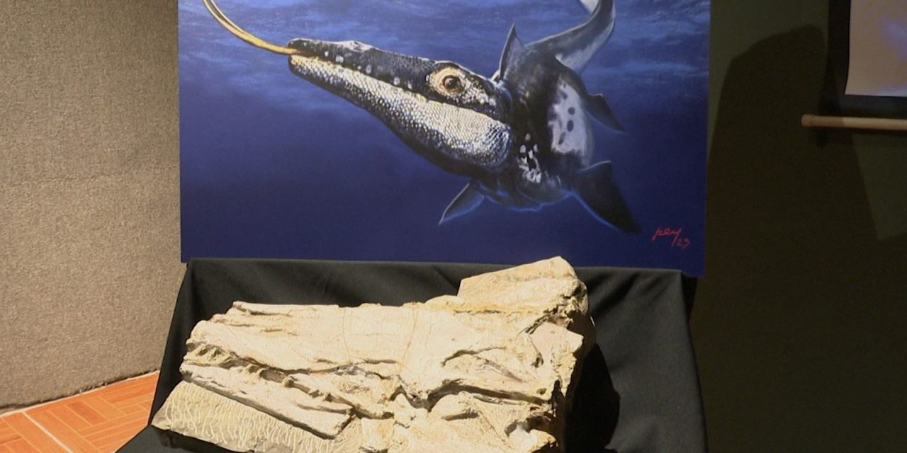 Revela MUDE descubrimiento de una especie reptil marino