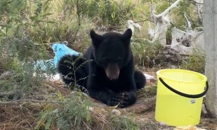 Oso capturado en campus Arteaga está en óptimas condiciones