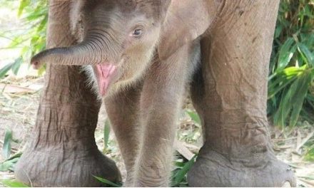 Nace una cría de elefante de Sumatra en Indonesia, especie en peligro de extinción