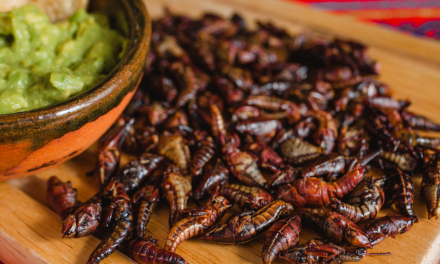 Tesoro nutricional: galletas de chapulines para combatir la desnutrición infantil en México