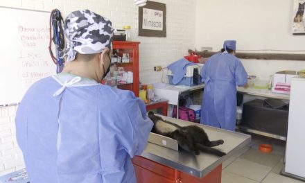 Continúan jornadas de esterilización en Ramos Arizpe