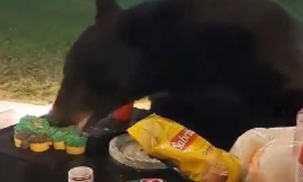 Video: Oso llega de colado a posada y se ‘roba’ los pastelitos en Nuevo León