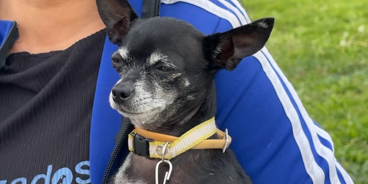 ¿Por qué no es buena idea regalar mascotas en Navidad ?