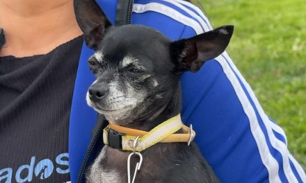 ¿Por qué no es buena idea regalar mascotas en Navidad ?