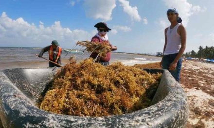 México inicia estudio para el aprovechamiento sustentable del sargazo en el Caribe