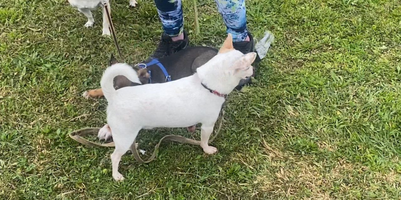 Sufren animales daños por la pirotecnia en Saltillo