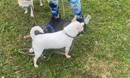 Sufren animales daños por la pirotecnia en Saltillo