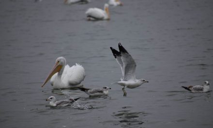 Preparan vigilancia por llegada de aves migratorias a Sabinas