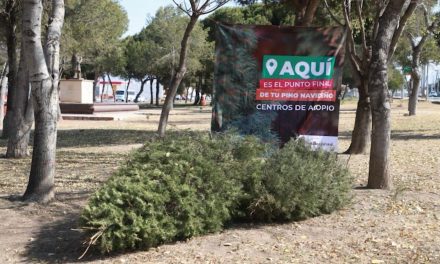 Abrirá Saltillo 10 módulos de acopio de pinos navideños