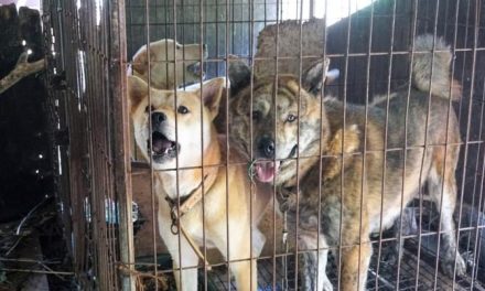 Prohíben en Corea del Sur la venta de carne de perro
