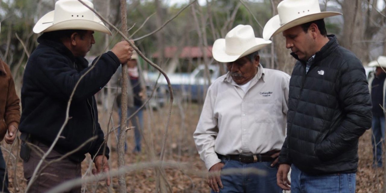 Donarán plantas de nogal hasta febrero en beneficio de las familias de Parras de la Fuente