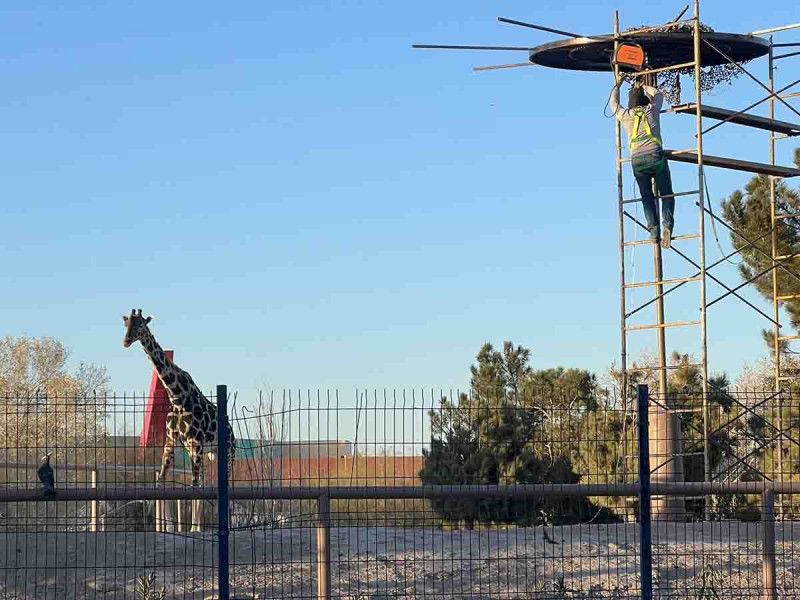 Multan con más de millón y medio de pesos a Cd. Juárez por maltrato a Jirafa ‘Benito’