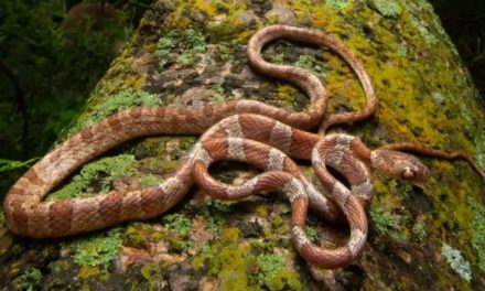 Descubren cuatro nuevas especies de fauna en Guanajuato