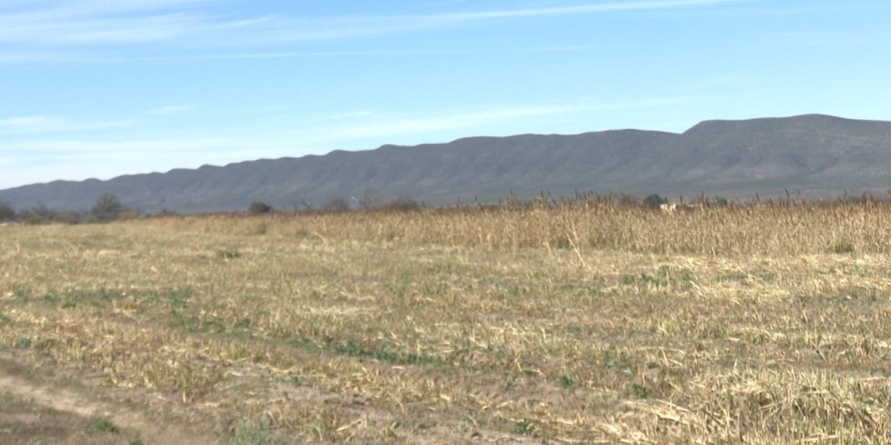 Se desploma producción de maíz en Coahuila