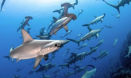 Mueren 80 millones de tiburones al año debido a la pesca