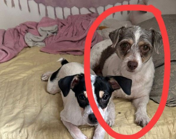 Buscan a ‘Vaquita’… perrita se escapa de veterinaria de Saltillo