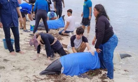 Rescatan a delfines varados en Telchac, Yucatán