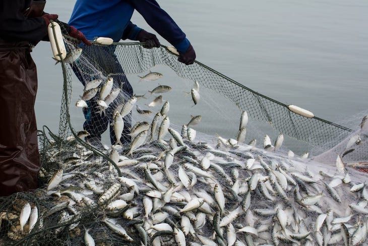 El calentamiento global está acabando con la pesca