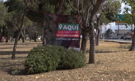 Exhorta Gobierno de Saltillo a desechar adecuadamente pinos naturales