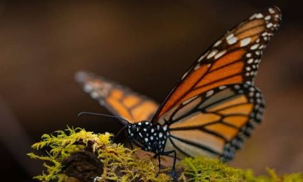 Cambio Climático reduce 60% población de mariposa monarca