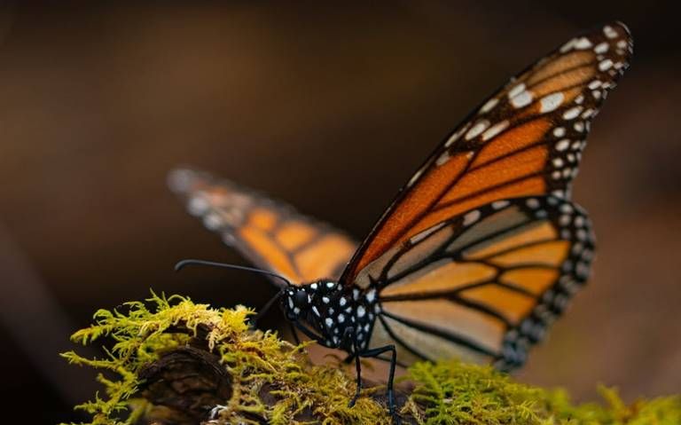 Cambio Climático reduce 60% población de mariposa monarca