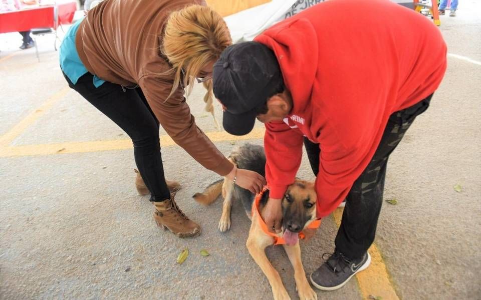 Llaman a cuidar la salud de las mascotas