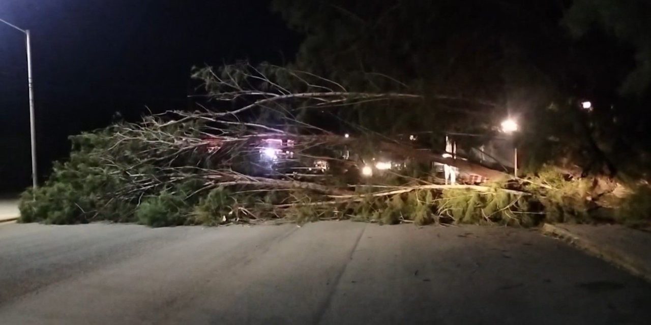 Enorme árbol colapsa en Parras ocasionando daños materiales