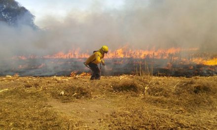 Conafor reporta 45 incendios forestales liquidados en México