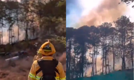Incendio forestal amenaza el hábitat de la mariposa monarca