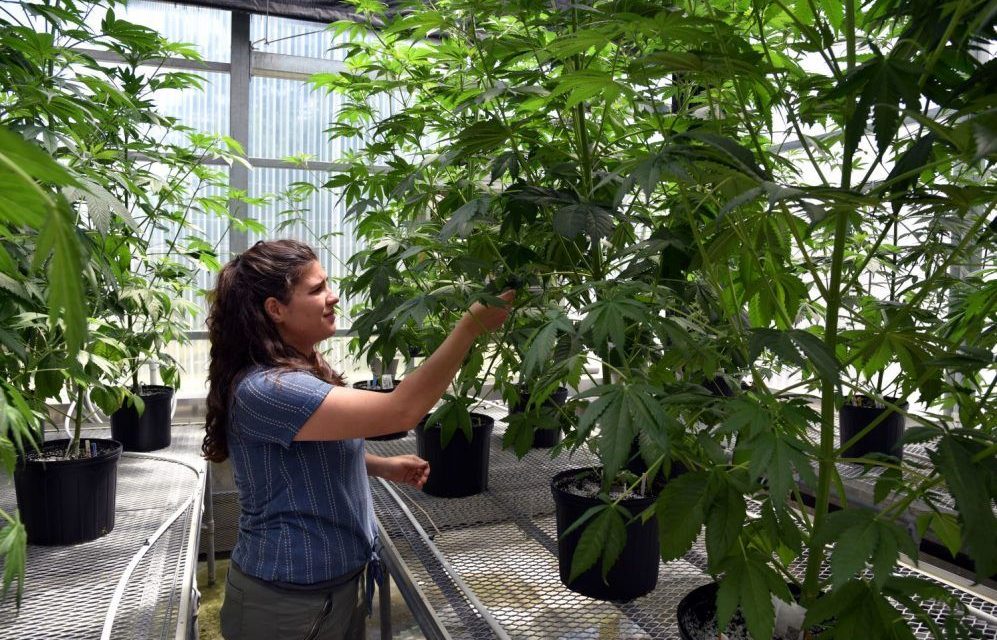 Estados Unidos planea reclasificar la mariguana como una droga ‘menos peligrosa’