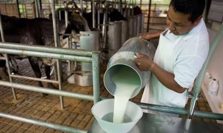 Productores de quesos en crisis en la Carbonífera