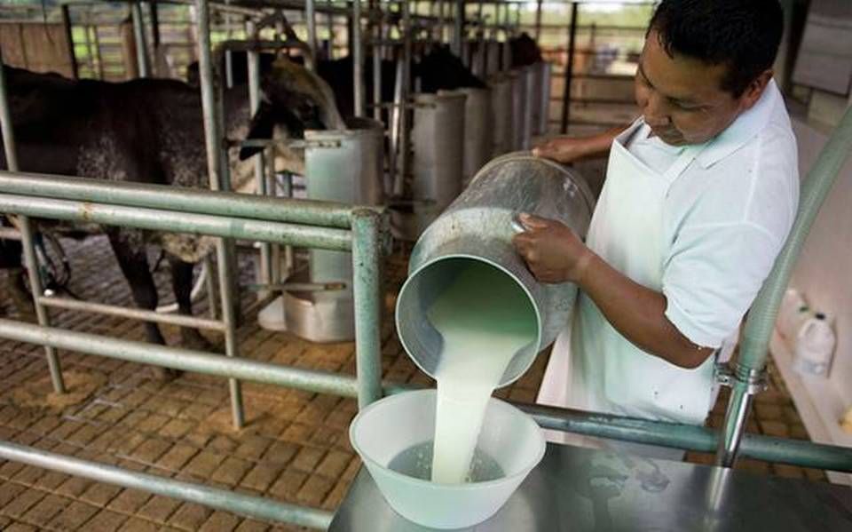 Productores de quesos en crisis en la Carbonífera