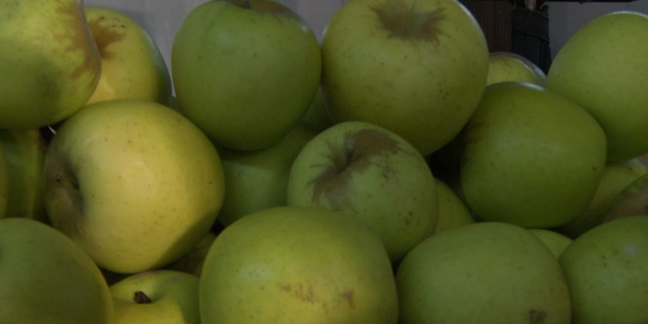 Afectan heladas 30 por ciento de los manzanos en Arteaga