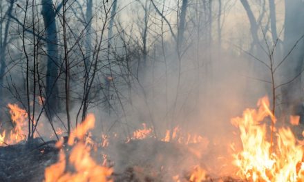 Obrador reporta 84 incendios forestales activos en México; son por sequía, asegura