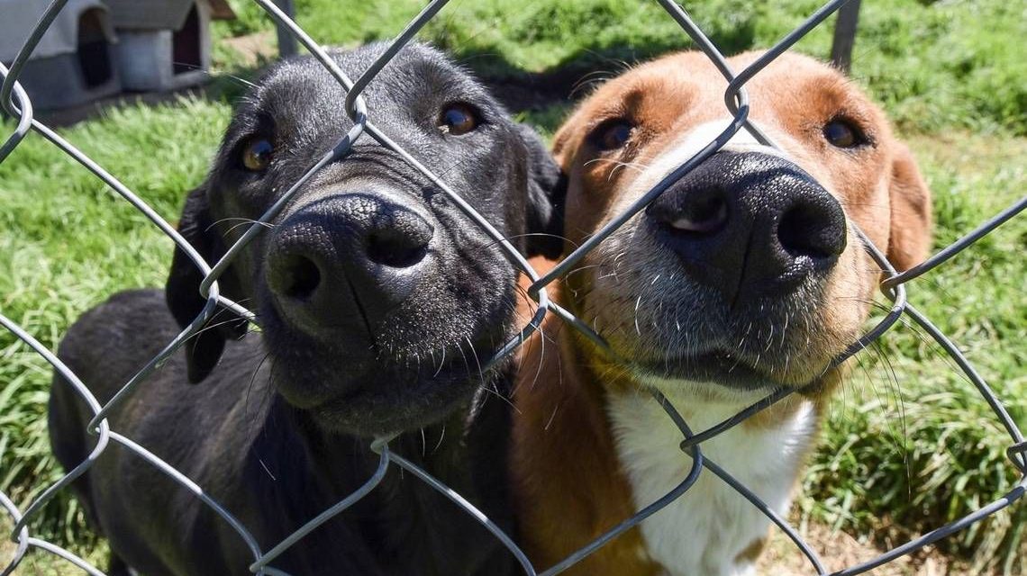 Invitan a adoptar perros en Sabinas