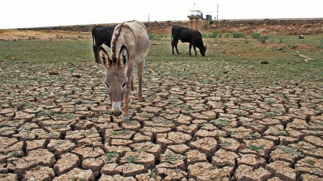 México en crisis por la sequía: 85.5% del territorio afectado