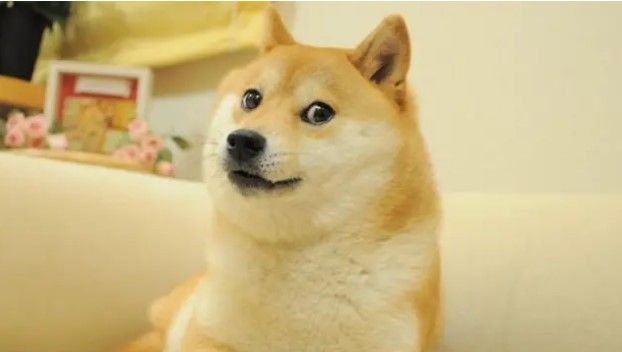 Muere la perrita Kabosu, que originó el meme ‘Doge’