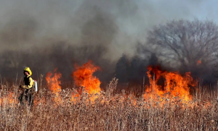20 incendios forestales se han registrado en Coahuila