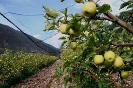 Ahora el calor pone en riesgo producción de manzana en Arteaga