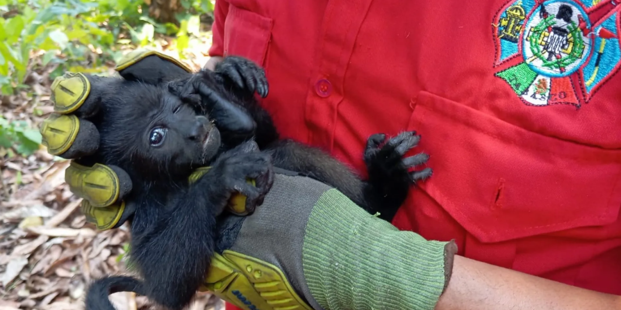 Mueren 138 monos saraguatos en Tabasco y Chiapas por calor; especie en peligro de extinción